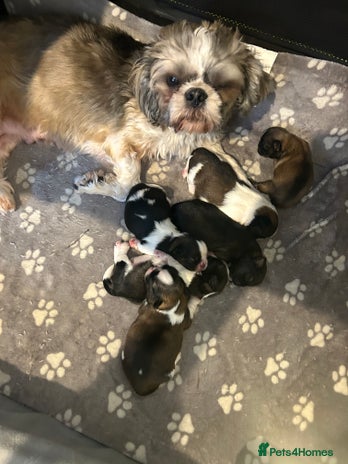Shih Tzu dogs - Advert 14