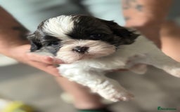Shih Tzu dogs for sale: 4 Shih tzu girls  - Image 8