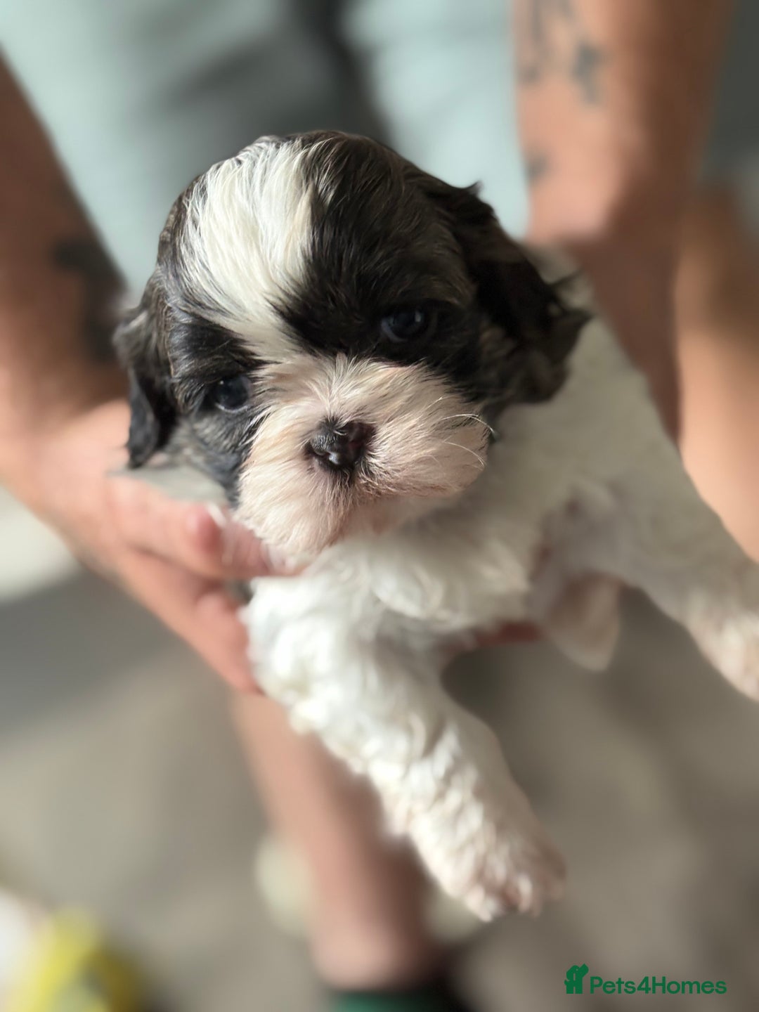 Shih Tzu dogs for sale: 4 Shih tzu girls  - Image 8