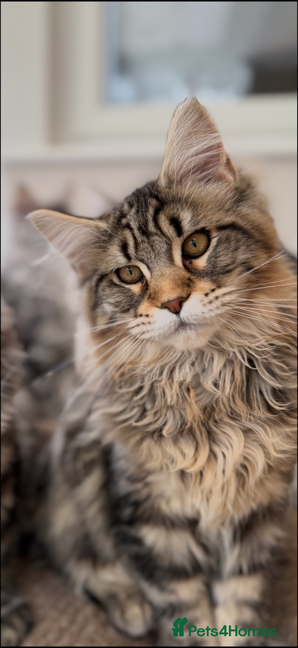 Maine Coon cats 2 Outstanding girls ready may sell  ACTIVE - Advert 17