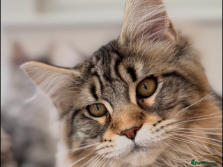 Maine Coon cats 2 Outstanding girls ready may sell ACTIVE - Advert 17