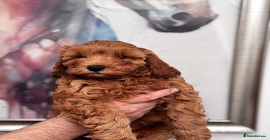 Cavapoo dogs - Advert 5