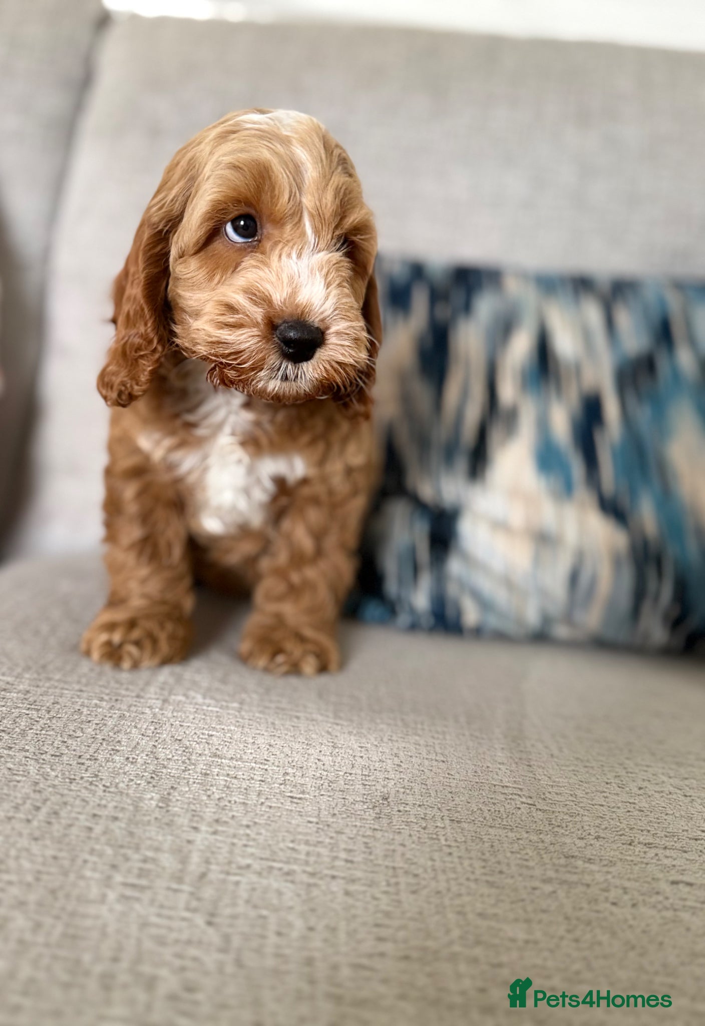 Cockapoo dogs F1 cockapoo puppies ‼️PRICE DROP‼️ - Advert 3