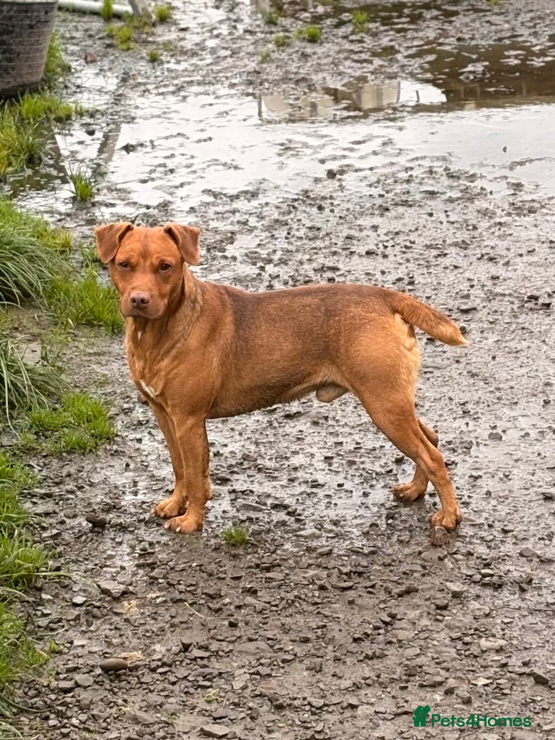 Patterdale Terrier dogs for sale: Ready Late December  - Advert 2