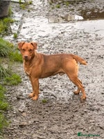 Patterdale Terrier dogs Ready Late December - Advert 6
