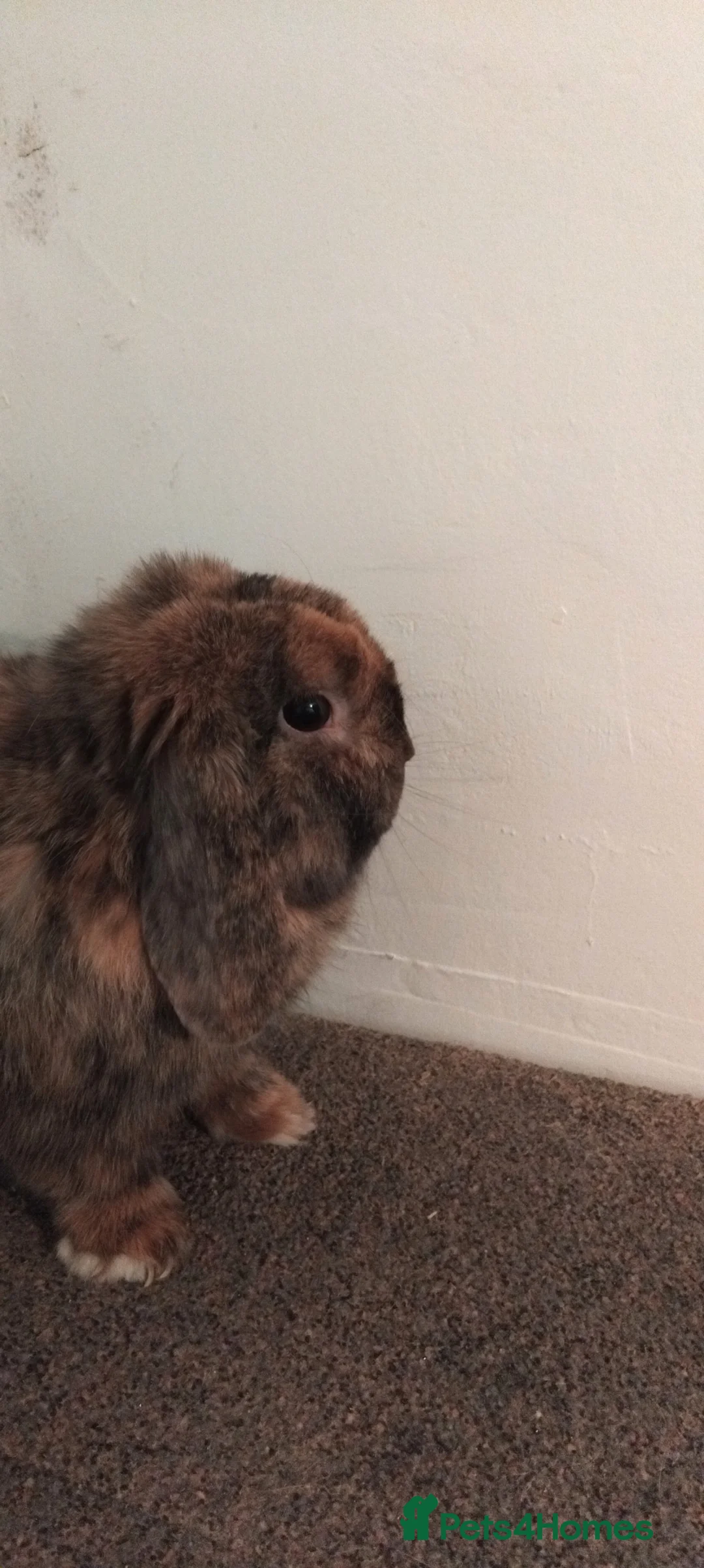 Mini Lop rabbits for sale: 1x beautiful male mini lop - Advert 3
