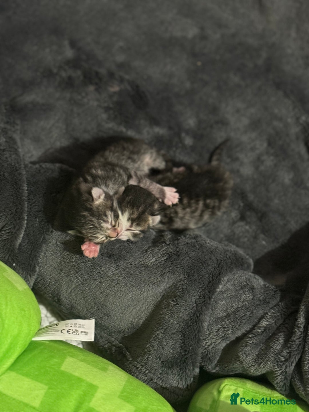 Domestic Shorthair cats for sale: Tabby kittens  - Advert 4