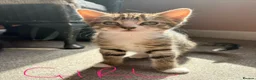 Mixed Breed cats for sale: Kittens - Advert 4