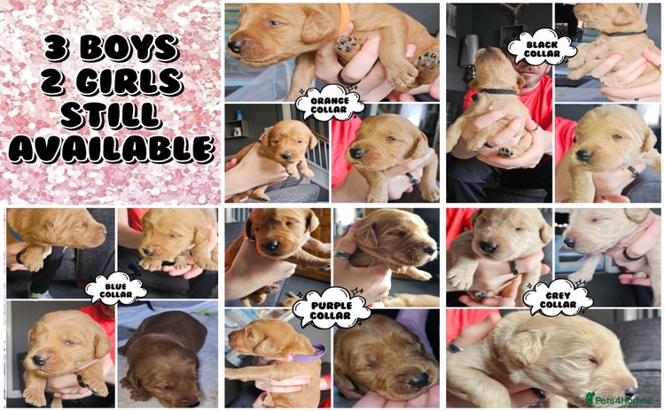 Labradoodle dogs - Advert 2