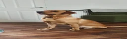 Labrador Retriever dogs for sale: Stunning Fox Red Labrador – 14 Months Old in Leigh - Advert 3