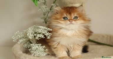 British Longhair cats - Advert 2