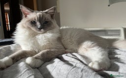 Ragdoll cats for sale: Breathtaking Poseidon - Image 6