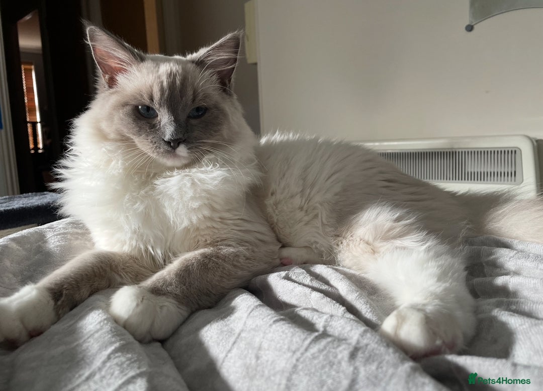 Ragdoll cats for sale: Breathtaking Poseidon - Image 6