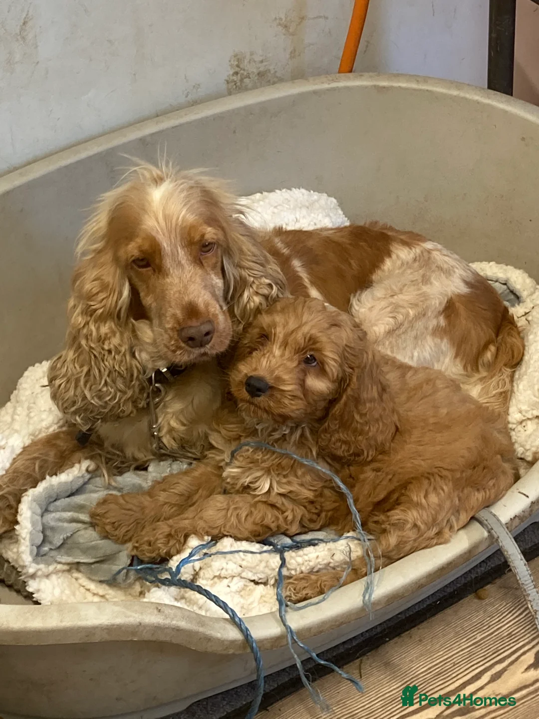 Cockapoo dogs for stud: Proven F1 Cockapoo stud available- health tested - Advert 13