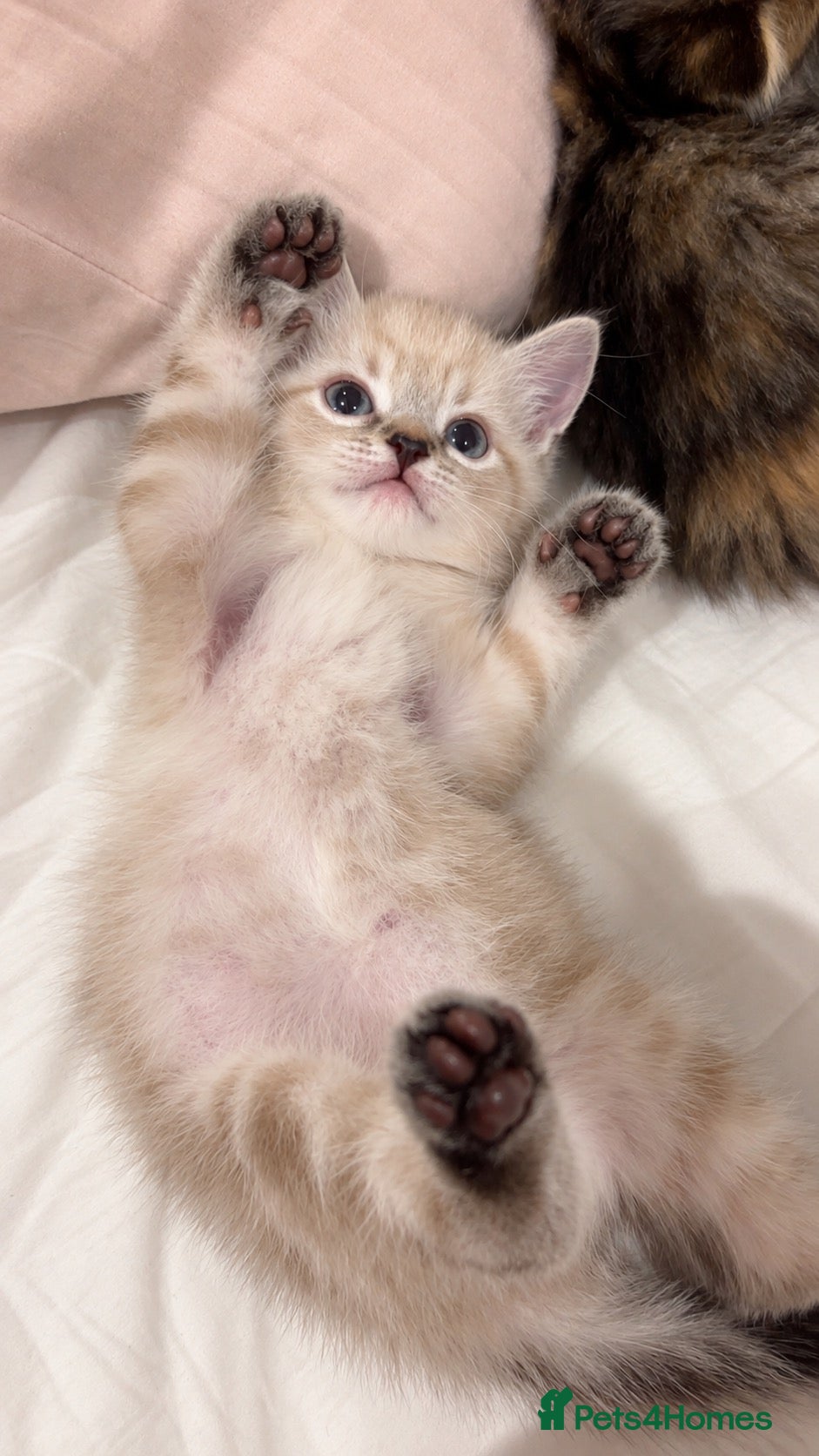 British Shorthair cats Bengal x British shorthair kitten! - Advert 1