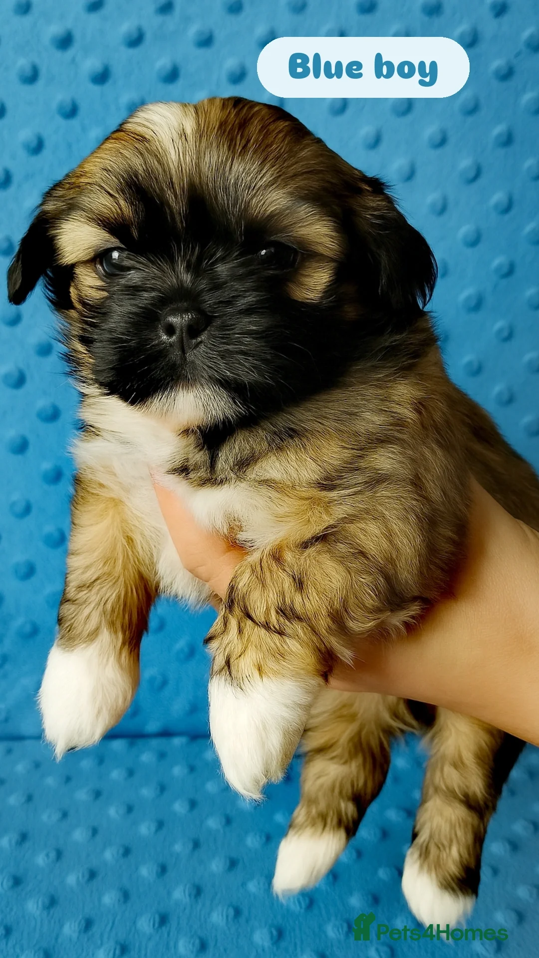 Shih Tzu dogs for sale: Shih tzu puppies 🦁🦁 🩷🩵 - Advert 9