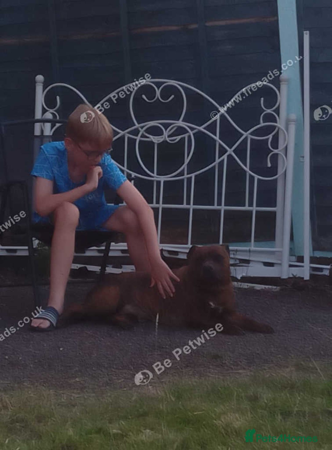 Staffordshire Bull Terrier dogs for sale: 2 older staffies to rehome - Image 2