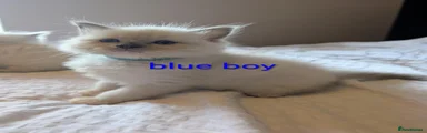 Ragdoll 1