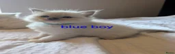 Ragdoll cats for sale: Ragdoll Kittens - Advert 7