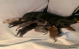 Dachshund dogs for sale: Miniature dachshunds  - Image 4
