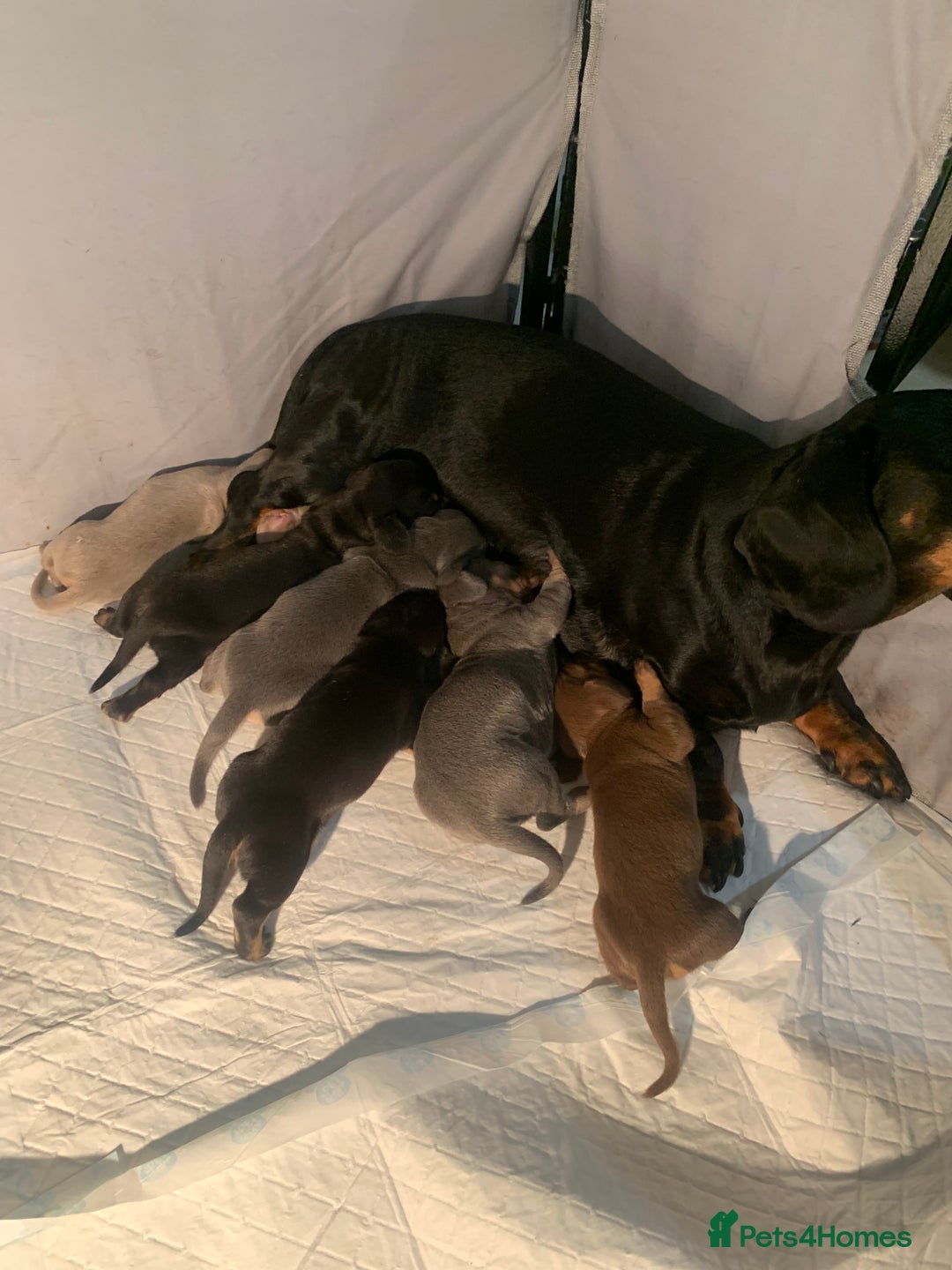 Dachshund dogs for sale: Miniature dachshunds  - Image 4