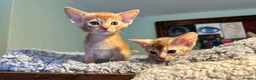 Abyssinian cats for sale: TICA Abyssinian kittens  - Advert 11
