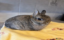 Netherland Dwarf rabbits for sale: Pure Netherland Dwarfs - Advert 12