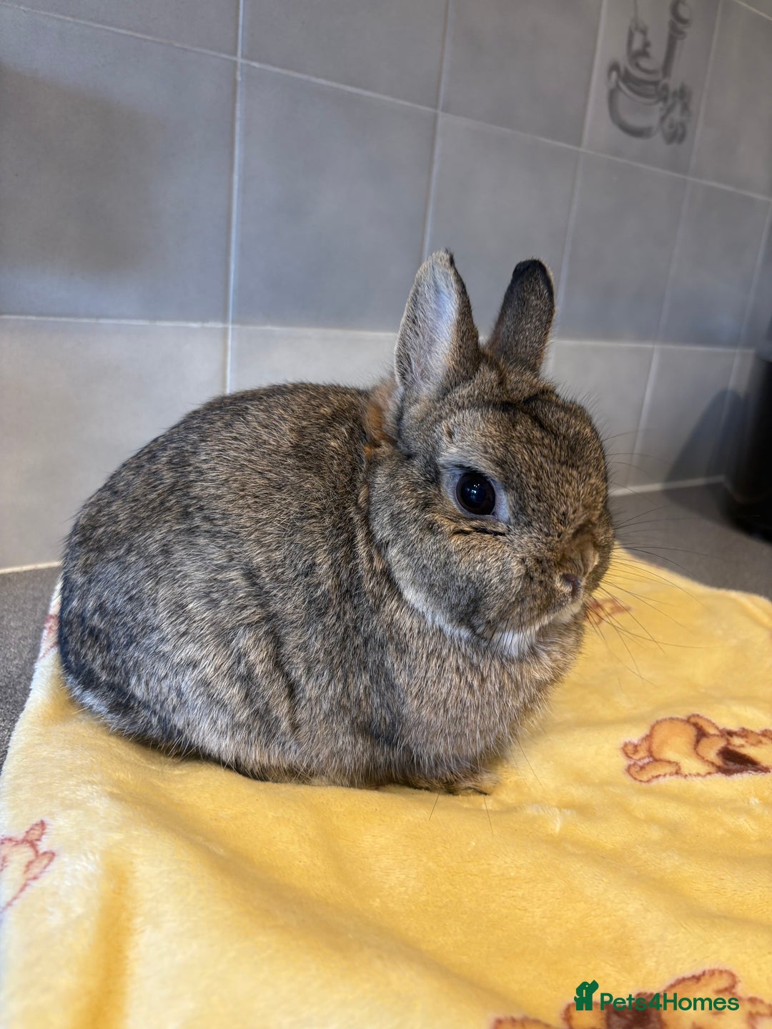 Netherland Dwarf rabbits for sale: Pure Netherland Dwarfs - Advert 12