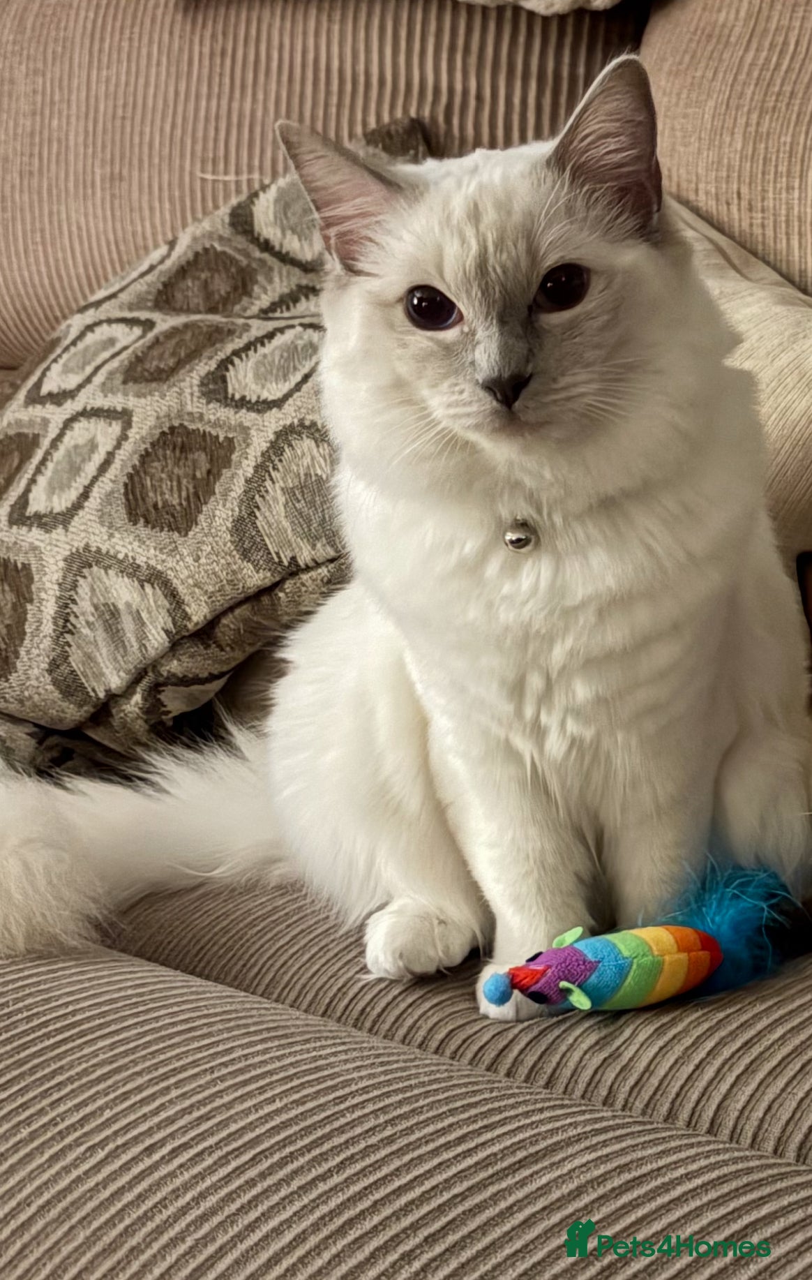 Ragdoll cats Ragdoll white/lilac blue eyes - Advert 1