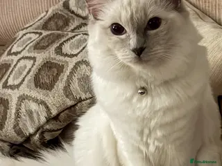 Ragdoll cats Ragdoll white/lilac blue eyes - Advert 1