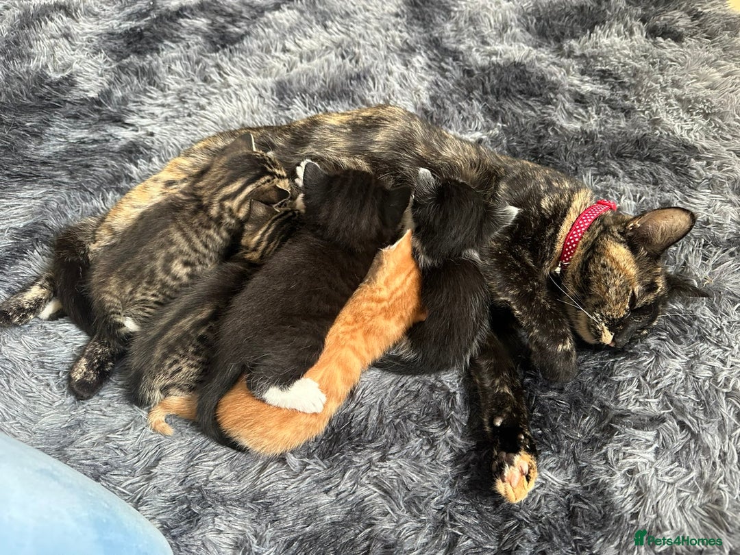 Mixed Breed cats for sale: Lovely litter of 6 beautiful kittens - Advert 7