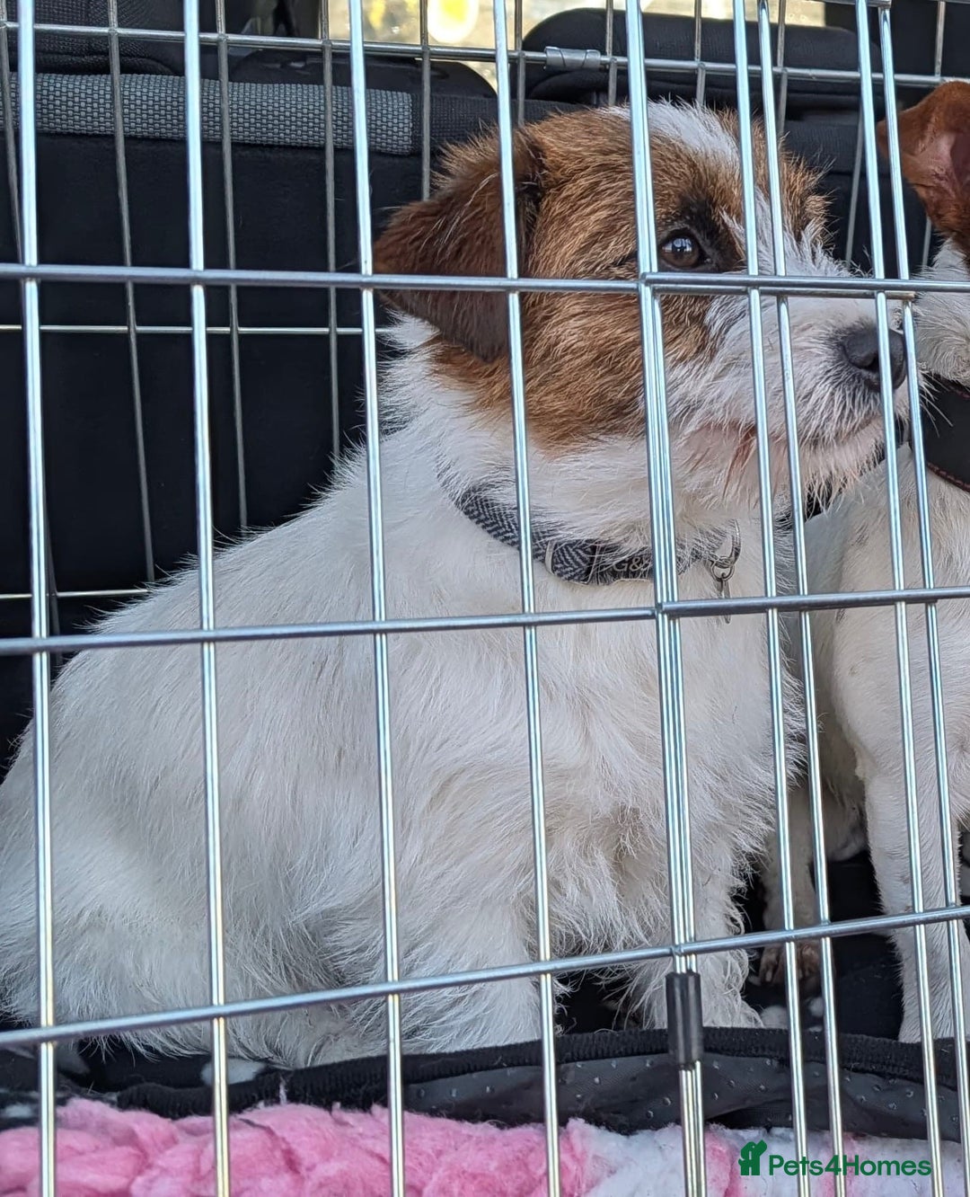 Jack Russell dogs for sale: Jack Russell female puppy - Advert 5