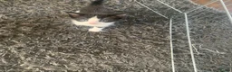 Mixed Breed cats for sale: Beautiful kittens for sale - Advert 14
