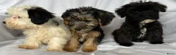 Mixed Breed dogs for sale: Sealyham X Poodle Puppies  - Advert 9