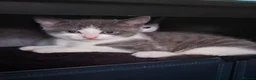 Mixed Breed cats for sale: Fluffy playfull healthy kittens - Advert 5