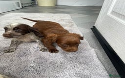 Cocker Spaniel dogs for sale: Cocker spaniel puppys - Image 3