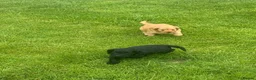 Cockapoo dogs for sale: Cockapoo Puppies - Advert 5