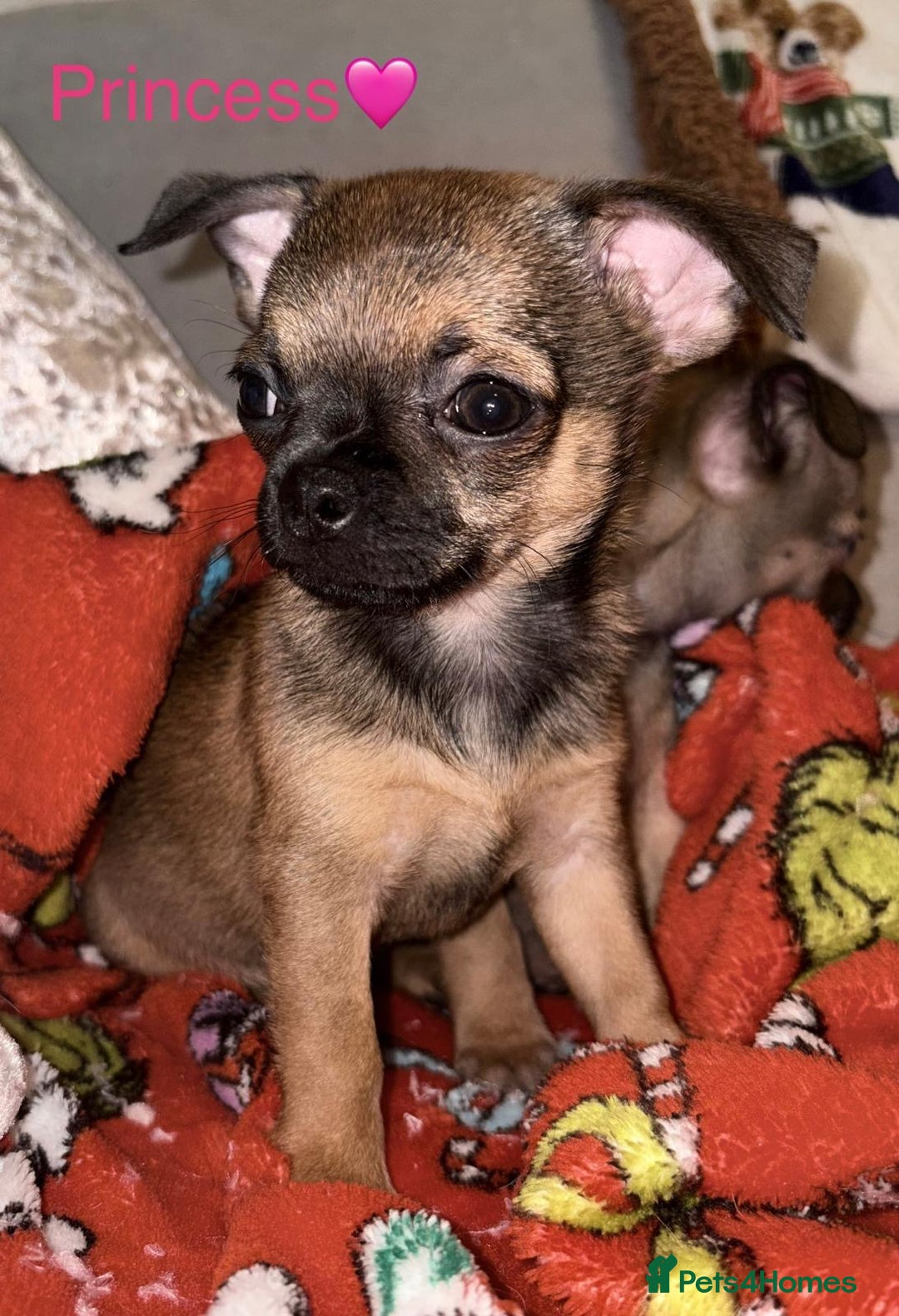 Chihuahua dogs for sale: Chihuahua Puppies Ready Now  - Advert 10