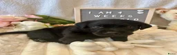 Labrador Retriever dogs for sale: Gorgeous Black Labrador Puppies  - Advert 10
