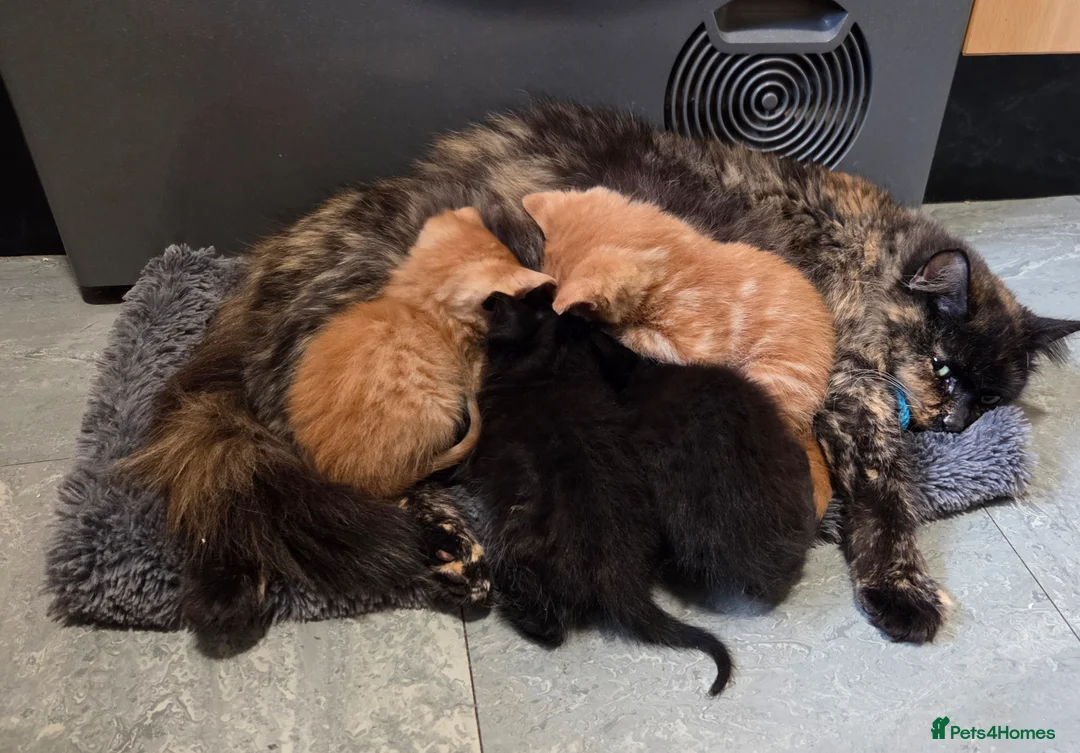 Mixed Breed cats for sale: Fluffy Kittens Ready for Loving Homes  - Advert 2