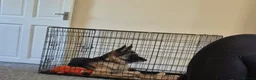 Mixed Breed dogs for sale: Anxious Girl needs rehoming in Market Rasen - Advert 3