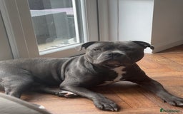 Staffordshire Bull Terrier dogs for stud: Staffordshire Bull Terrier STUD - Image 5