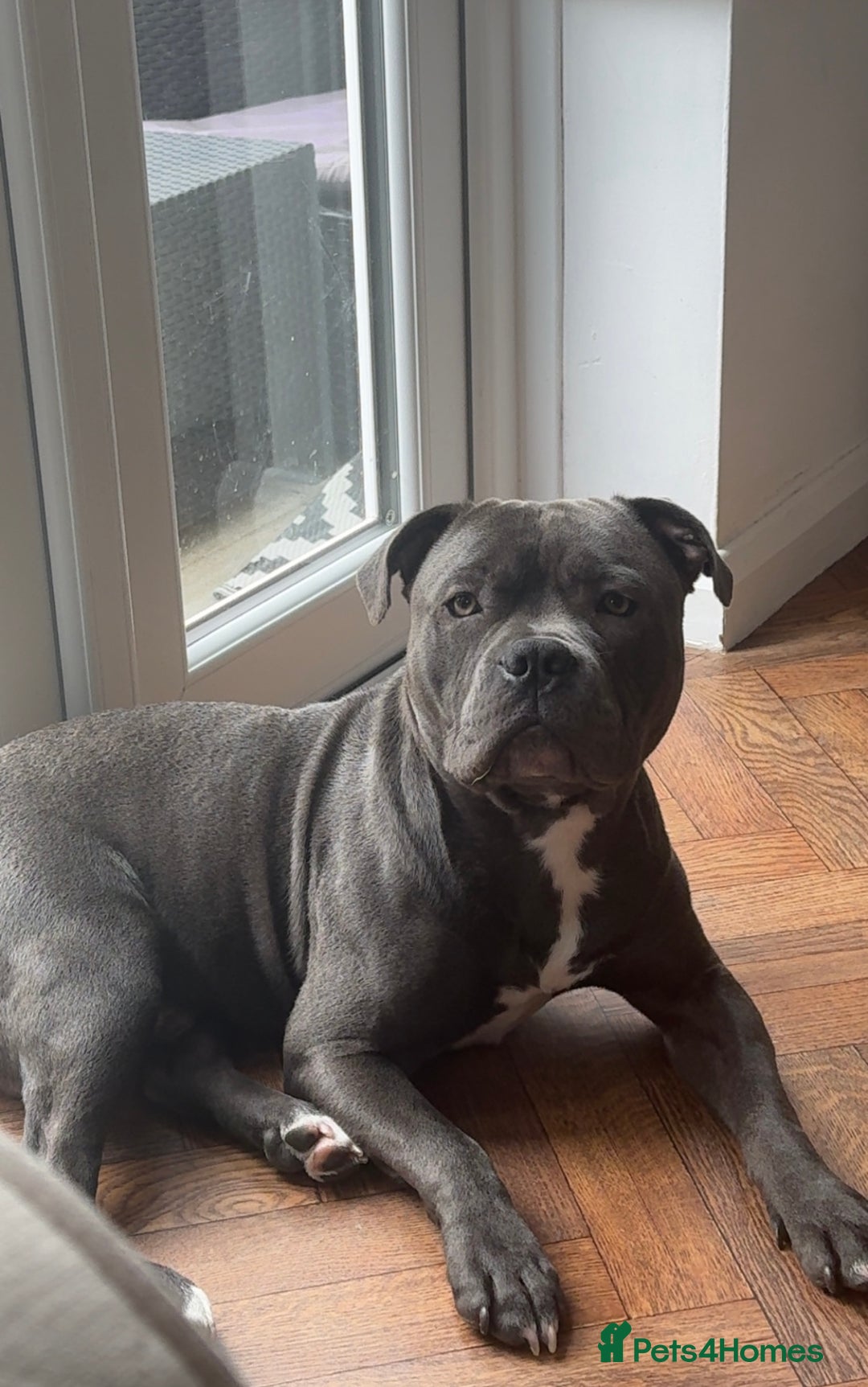Staffordshire Bull Terrier dogs for stud: Staffordshire Bull Terrier STUD - Image 5