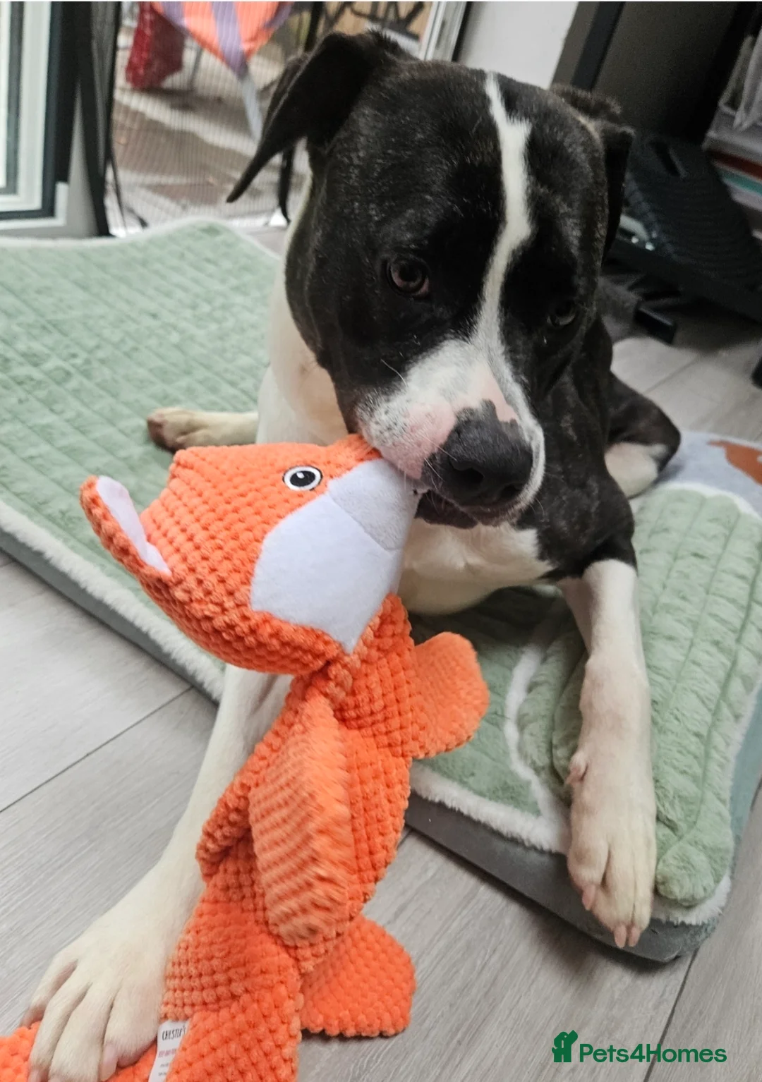 Boxer dogs for adoption: Quiet experienced home needed for boxer cross in Colchester - Advert 2