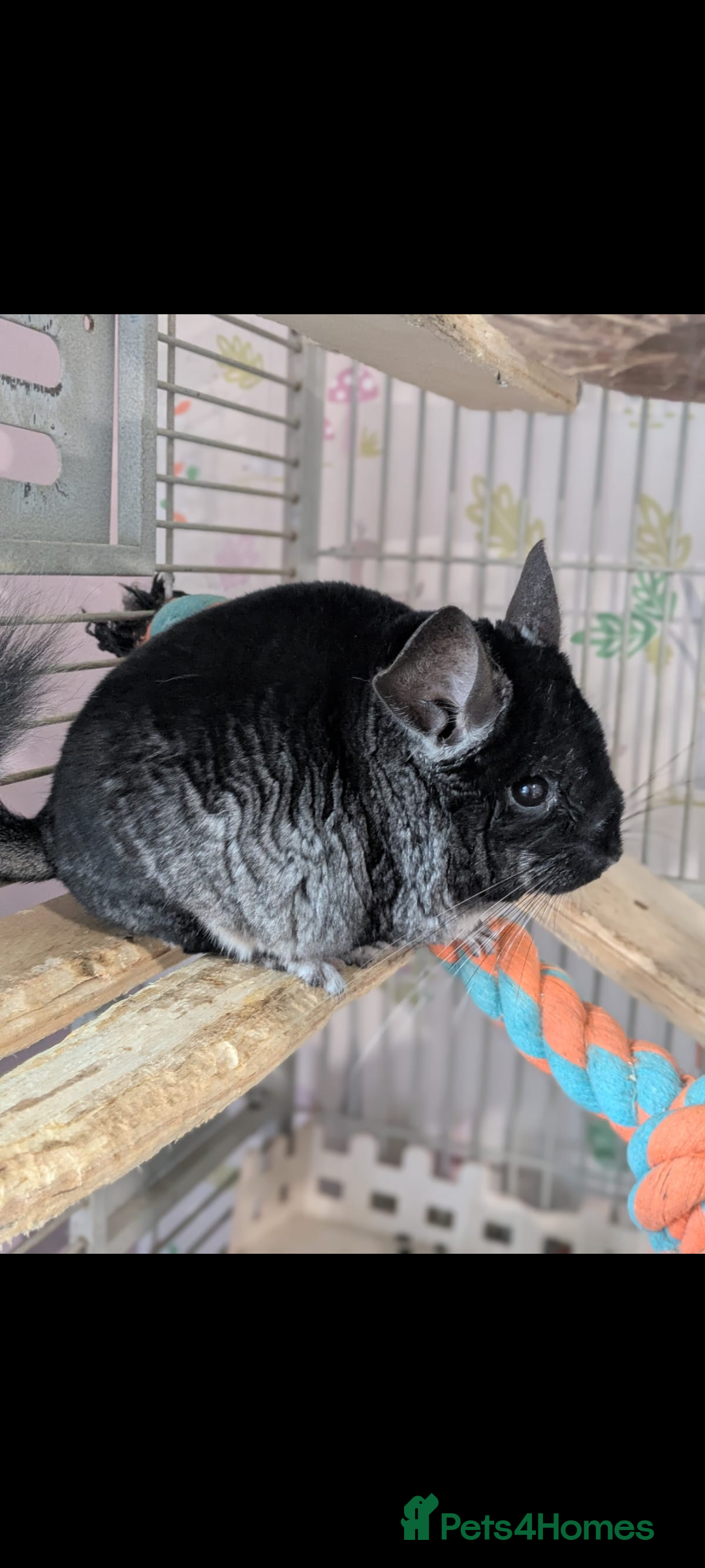 Chinchilla rodents for sale: Male Chinchilla  - Advert 3