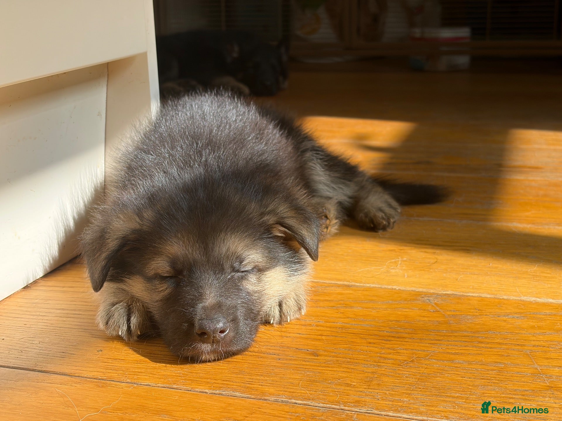 German Shepherd dogs German Shepherd Puppies for Sale - Advert 5