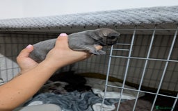French Bulldog dogs for sale: French dog for sale  - Image 5
