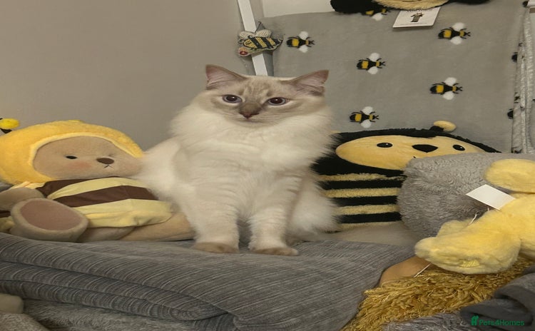 Ragdoll cats - Advert 9