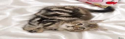 Maine Coon cats for sale: British shorthair and Maine coon kitten. (NO) - Advert 3