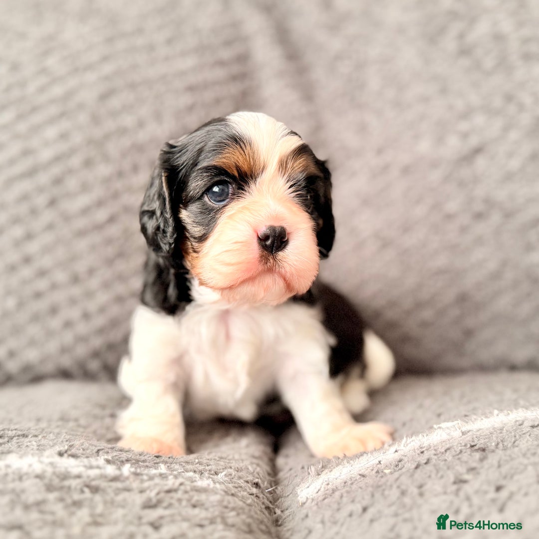 Cavalier King Charles Spaniel dogs for sale: 2 Female Kc Reg Cavalier King Charles Spaniels  - Image 10